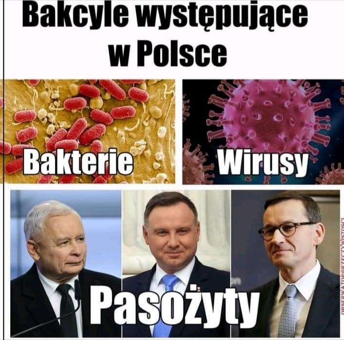 Bakcyle występujące w Polsce. Bakterie, wirusy, pasożyty